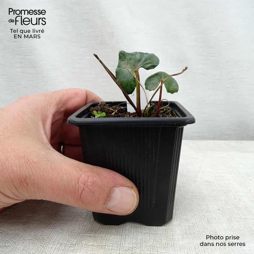 Example of Ligularia dentata Vasetto da 8/9 cm as you get in printemps