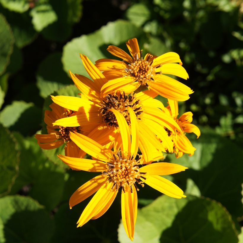 Ligularia dentata Othello (Fioritura)
