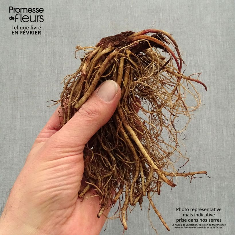 Ligularia dentata Othello Piante piccole a radice nuda esemplare consegnato in inverno