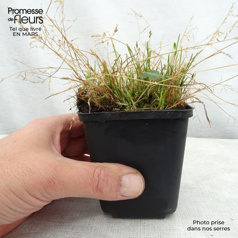 Ligularia hodgsonii Vasetto da 8/9 cm esemplare consegnato in primavera