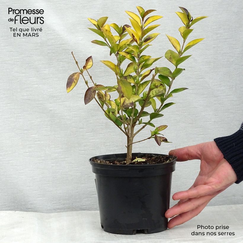 Example of Ligustrum vicaryi - Ligustro Vaso da 2L/3L as you get in printemps