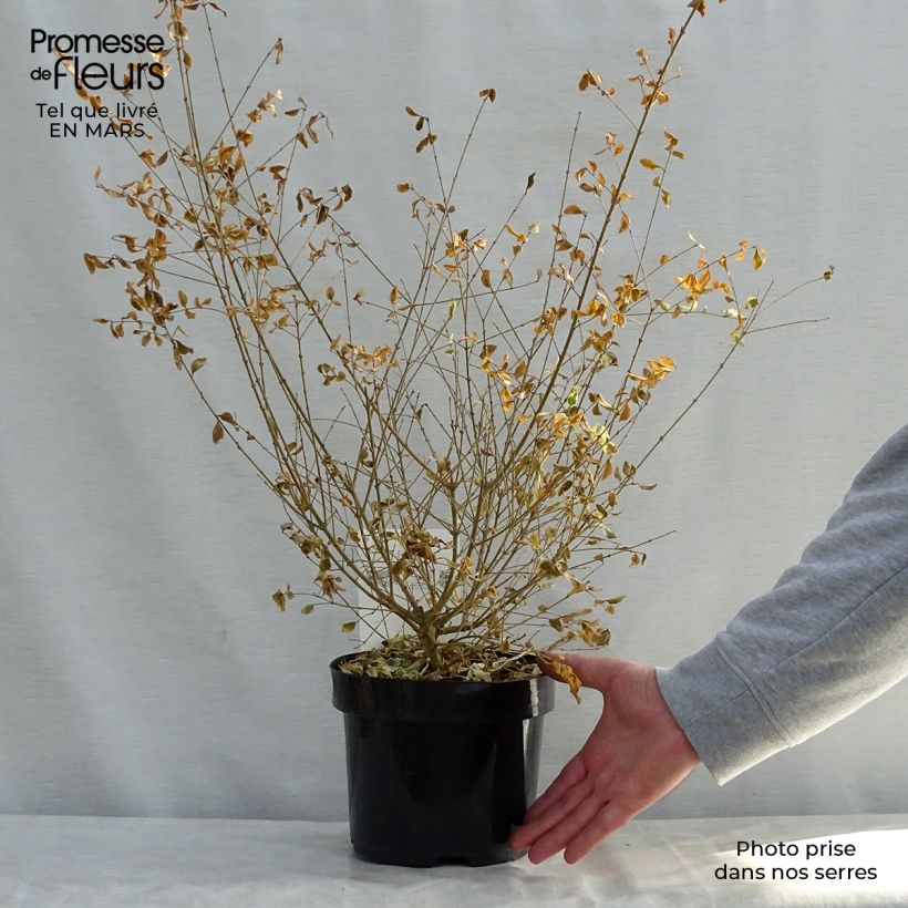 Example of Ligustrum ibota Musli - Ligustro Vaso da 3L/4L as you get in printemps