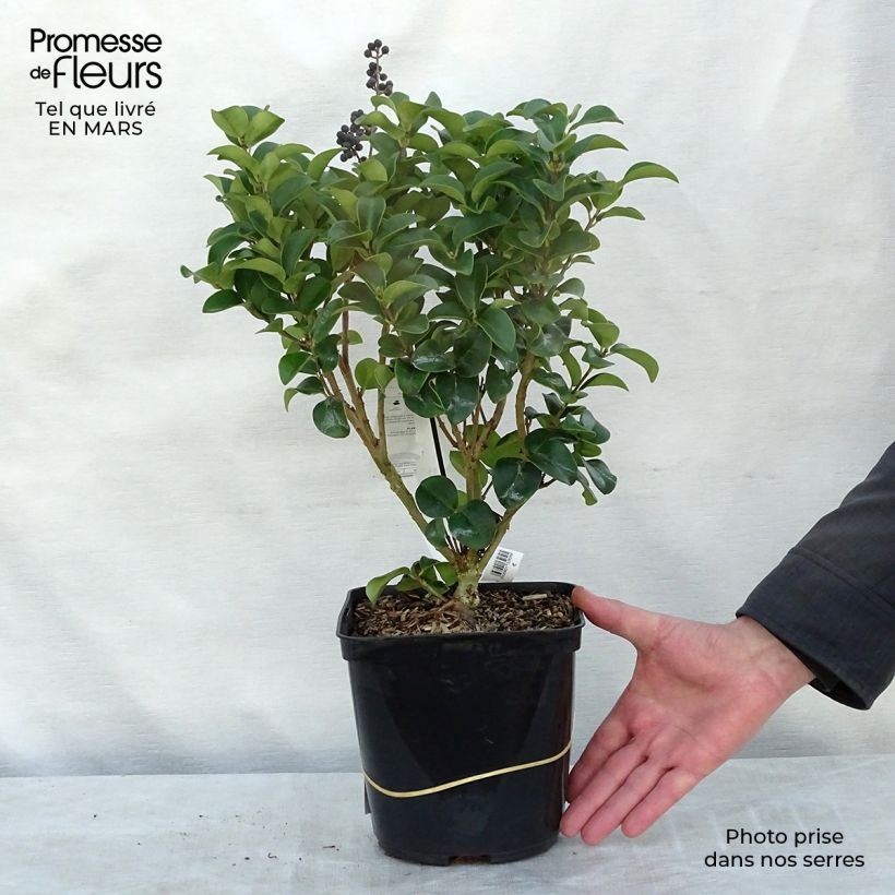 Ligustrum japonicum Coriaceum - Ligustro giapponese Vaso da 3L/4L esemplare consegnato in inverno