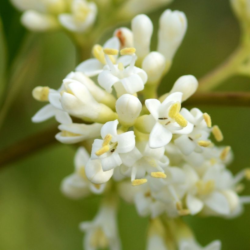 Ligustrum japonicum Coriaceum - Ligustro giapponese (Fioritura)