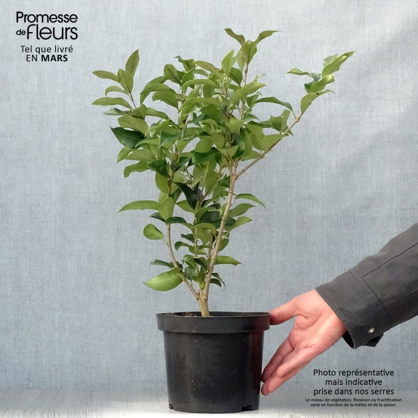Example of Ligustrum japonicum Green Century - Ligustro giapponese Vaso da 2L/3L as you get in printemps