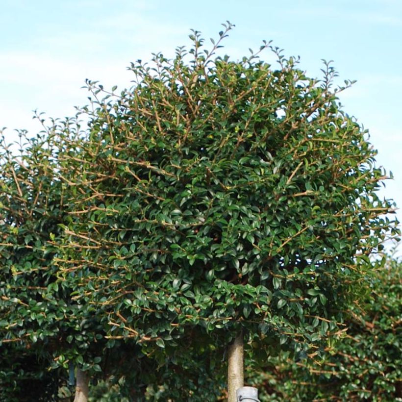 Ligustrum jonandrum - Ligustro (Fogliame)
