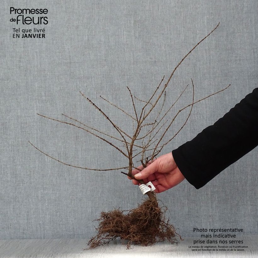 Ligustrum obtusifolium Regelianum - Ligustro Piante piccole a radice nuda esemplare consegnato in inverno