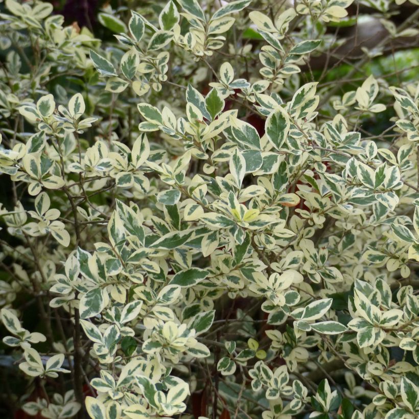 Ligustrum ovalifolium Argenteum - Ligustro a foglie ovali (Foliage)