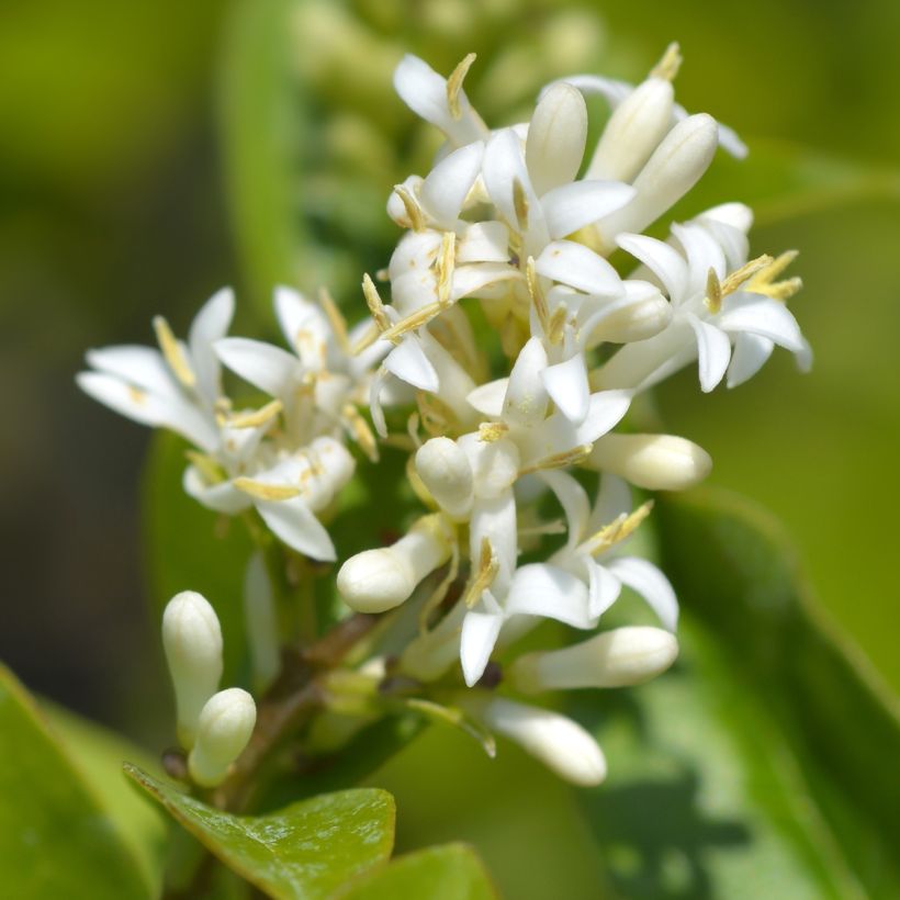 Ligustrum ovalifolium Green Diamond - Ligustro a foglie ovali (Flowering)