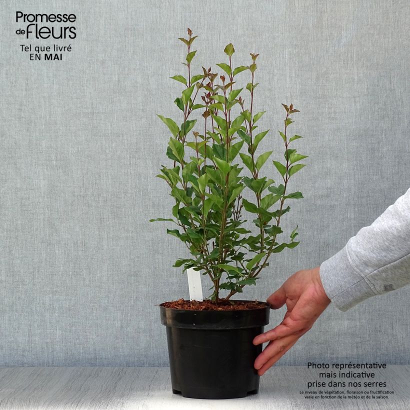 Example of Syringa Bloomerang Dark Purple - Lillà Vaso da 3L/4L as you get in printemps