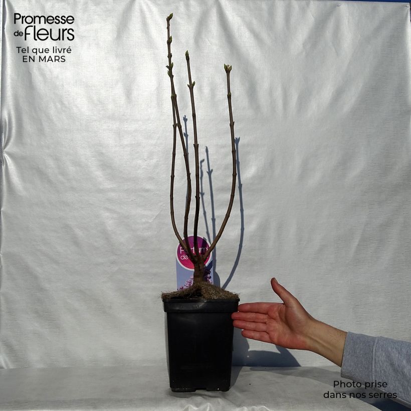 Example of Lillà comune Sensation Vaso da 3L/4L, A cespuglio as you get in printemps