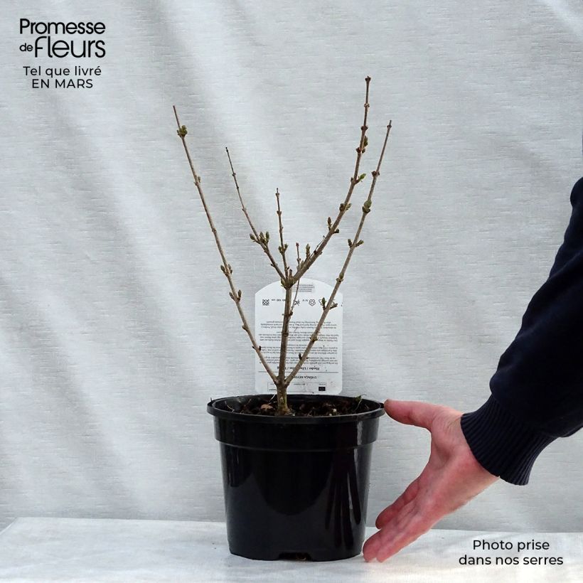 Example of Syringa meyeri Palibin - Lillà nano Vaso da 2L/3L as you get in printemps