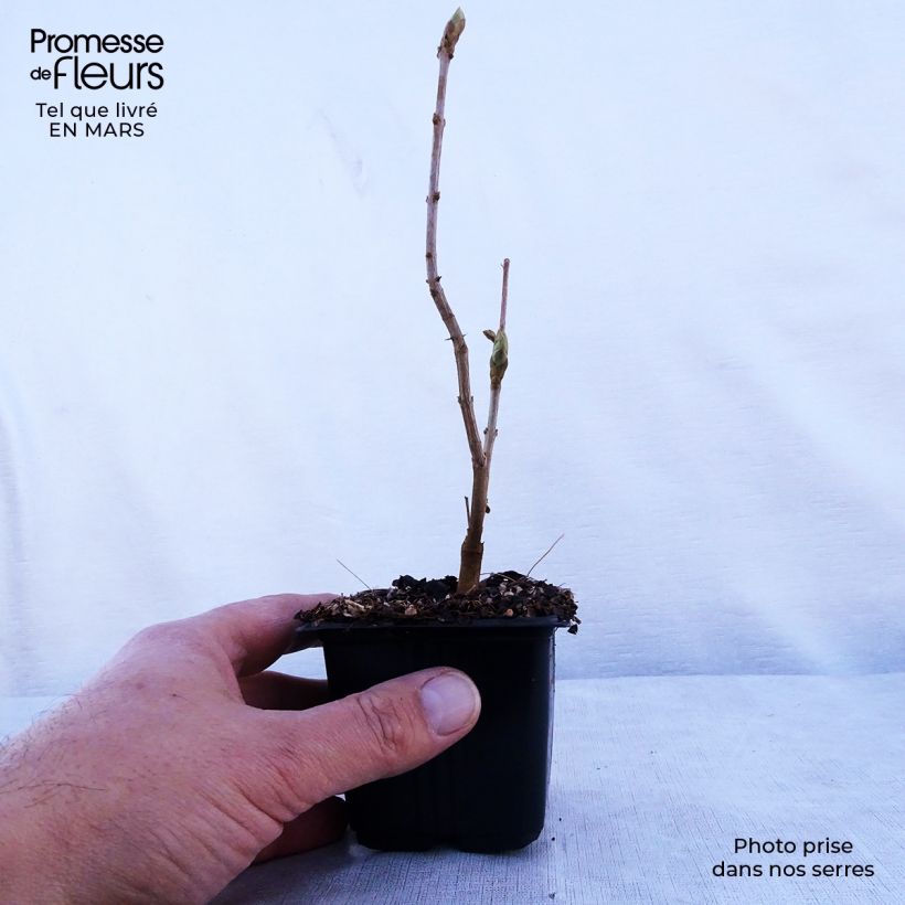 Lillà comune Katherine Havemeyer Vasetto da 8/9 cm esemplare consegnato in primavera