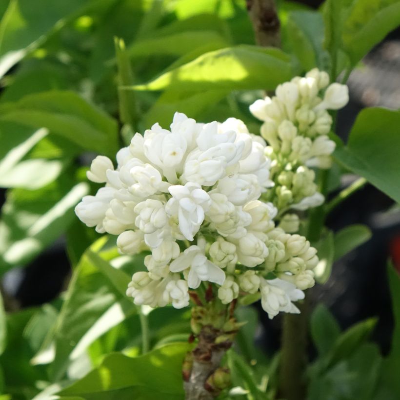 Lillà comune Madame Lemoine (Fioritura)