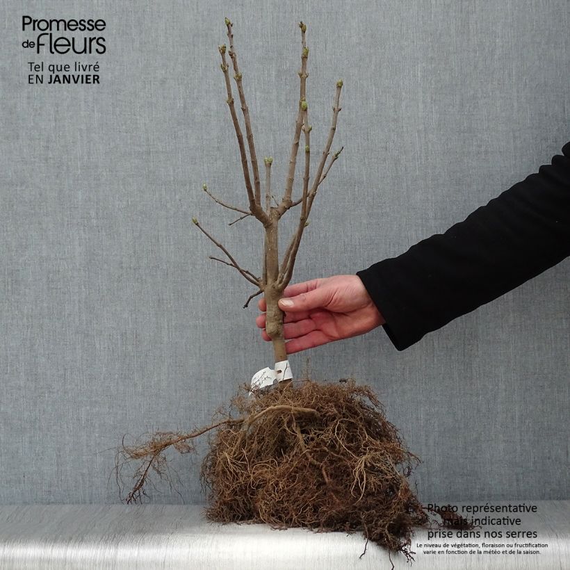 Lillà comune Michel Buchner Piante piccole a radice nuda, A cespuglio esemplare consegnato in inverno