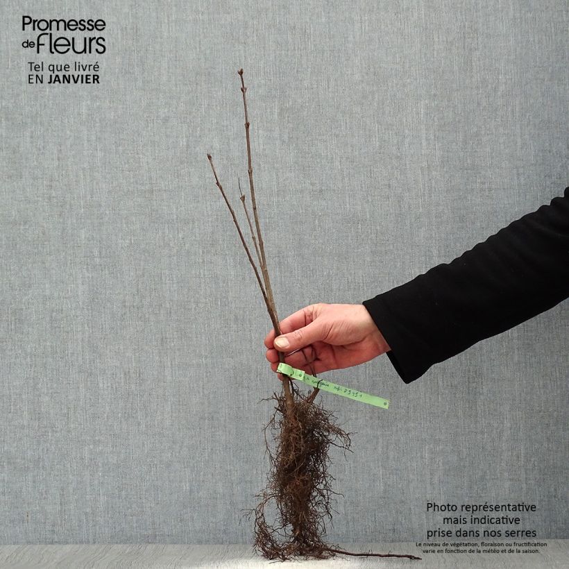 Syringa vulgaris - Lillà comune Piante piccole a radice nuda esemplare consegnato in inverno