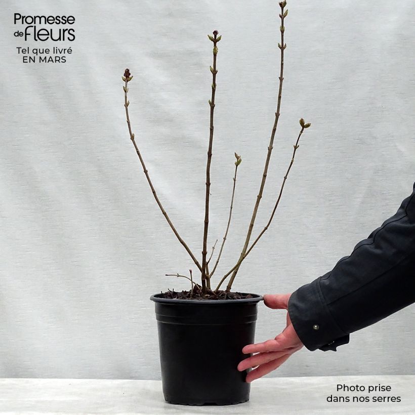 Example of Syringa hyacinthiflora Maiden's Blush - Lillà Vaso da 4L/5L, A cespuglio as you get in printemps