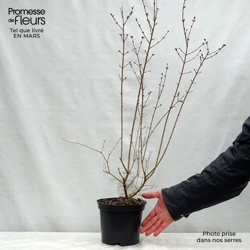 Example of Syringa microphylla Red Pixie - Lillà Vaso da 3L/4L as you get in printemps