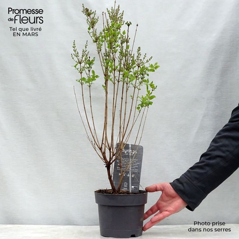 Example of Syringa velutina Josée - Lillà Vaso da 3L/4L as you get in printemps