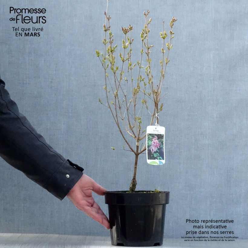Example of Syringa microphylla Superba - Lillà Vaso da 2L/3L as you get in printemps