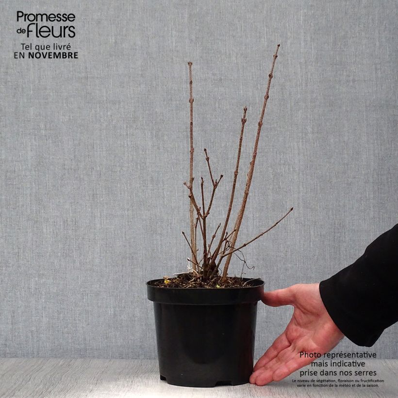 Esemplare di Syringa patula Miss Kim - Lillà Vaso da 2L/3L come consegnato in autunno