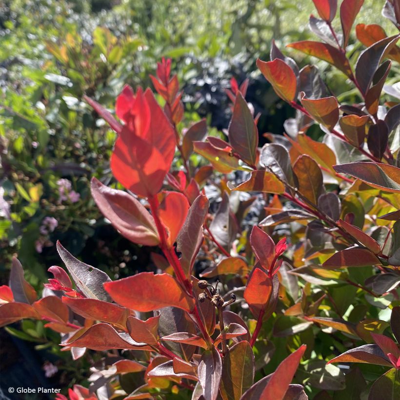 Lagerstroemia Gourmet Red red Wine - Mirto crespo (Fogliame)