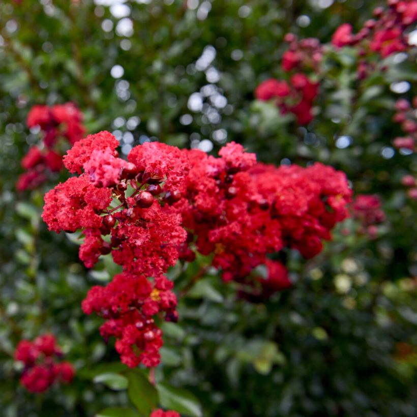Lagerstroemia Ruffled Red Magic - Mirto crespo (Fioritura)