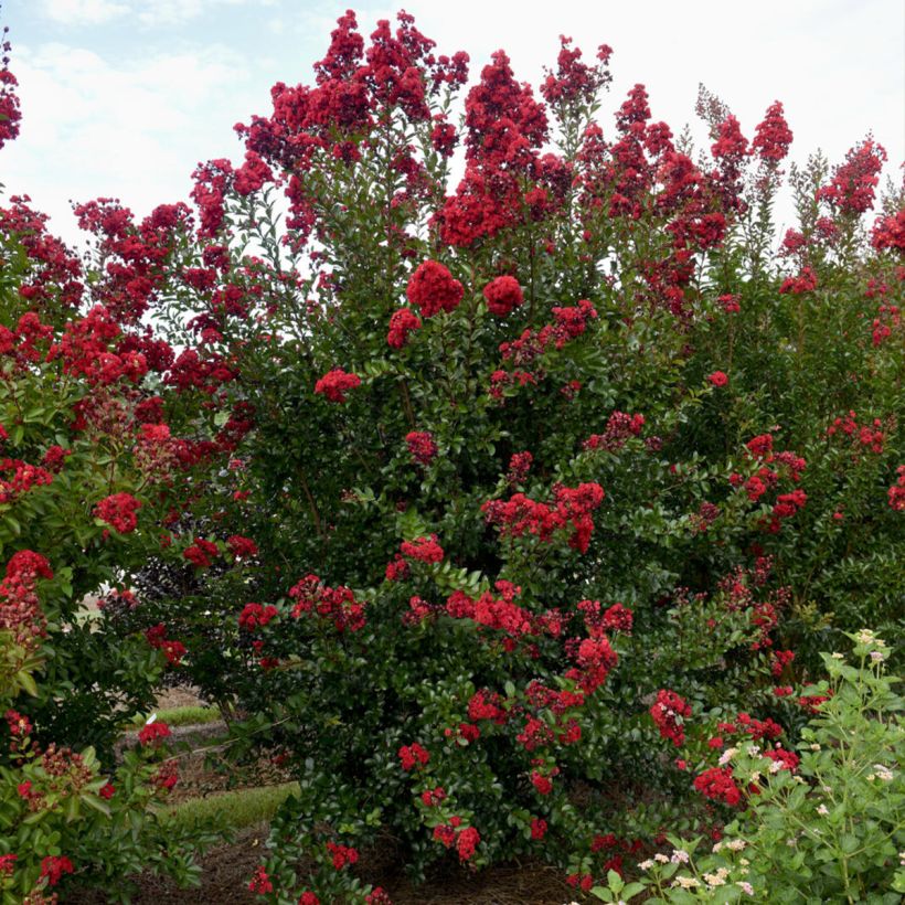 Lagerstroemia Ruffled Red Magic - Mirto crespo (Porto)