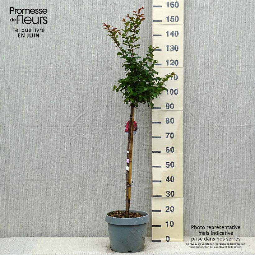 Esemplare di Lagerstroemia Berry Dazzle - Mirto crespo Vaso da 7,5L/10L consegnato in estate