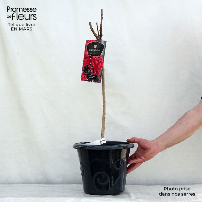 Example of Lagerstroemia Black Solitaire Best Red - Mirto crespo Vaso da 7,5L/10L as you get in printemps