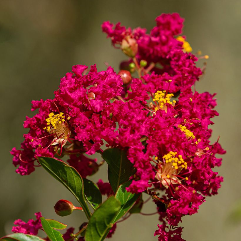 Lagerstroemia Caroline Beauty - Mirto crespo (Flowering)