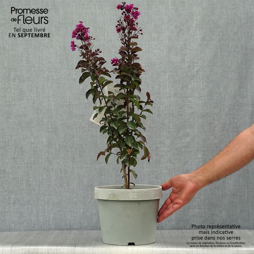 Esemplare di Lagerstroemia Rhapsody In Blue - Mirto crespo Vaso da 7,5L/10L, A cespuglio come consegnato in autunno