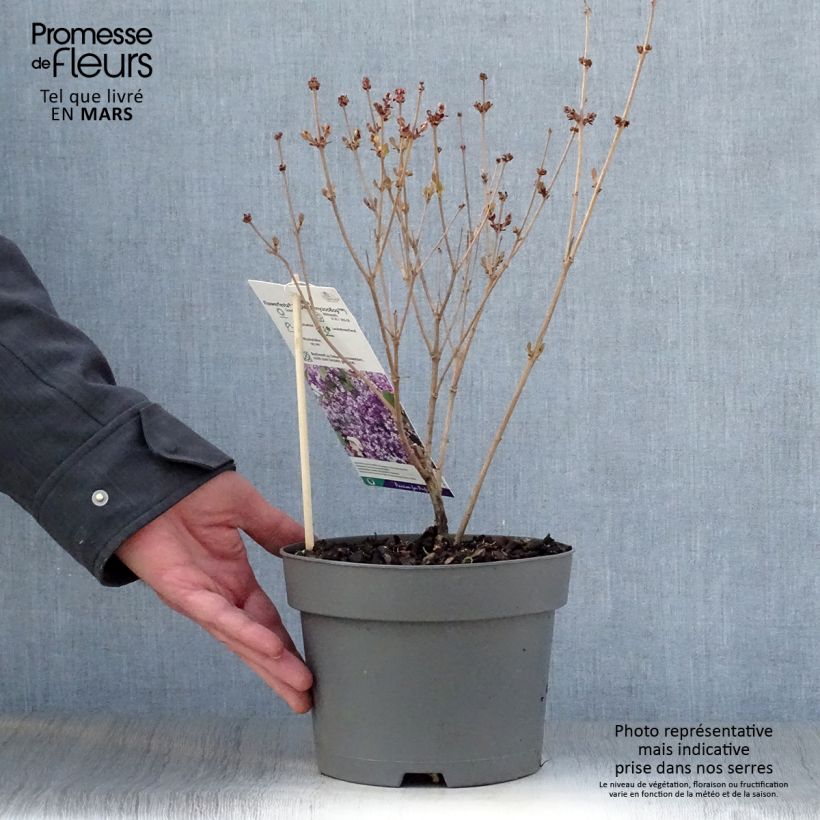Syringa meyeri Flowerfesta Purple - Lillà nano Vaso da 3L/4L esemplare consegnato in primavera