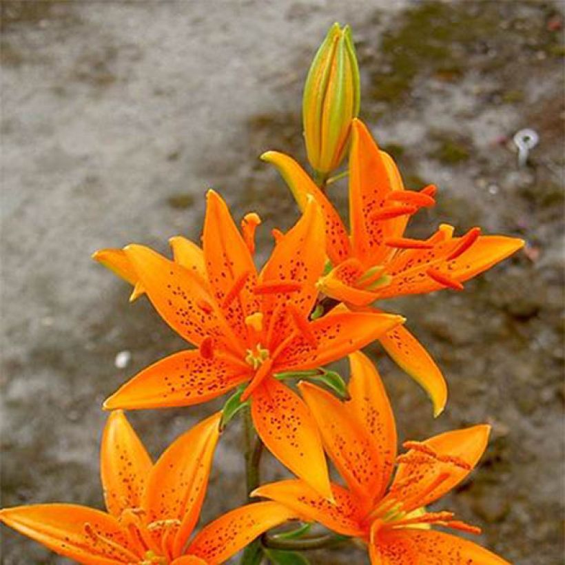 Lilium tsingtauense - Giglio (Fioritura)