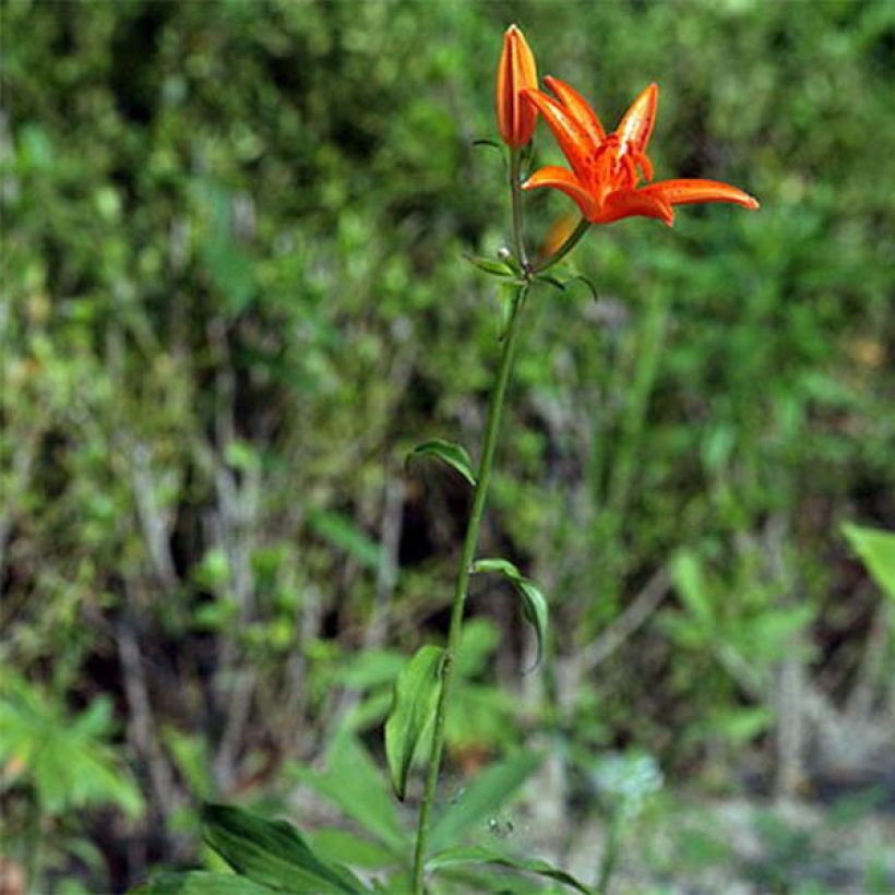 Lilium tsingtauense - Giglio (Porto)