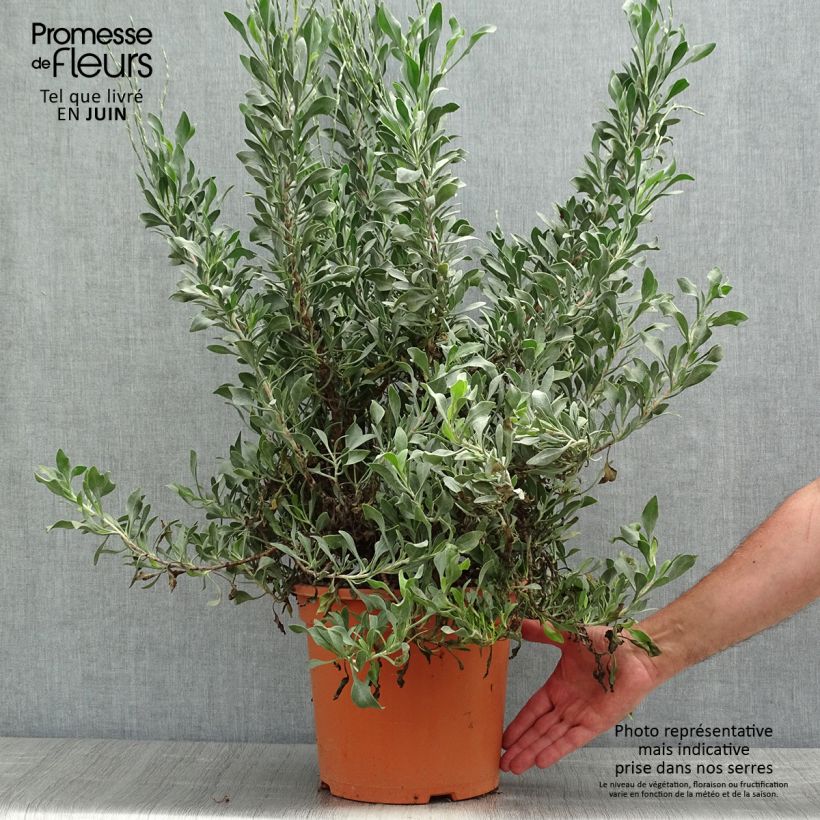 Example of Limoniastrum monopetalum Vaso da 7,5L/10L as you get in printemps