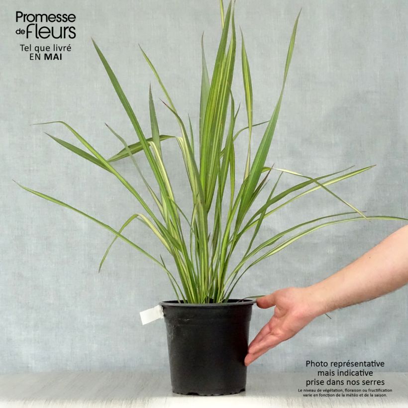 Phormium Apricot Queen - Lino della Nuova Zelanda Vaso da 3L/4L esemplare consegnato in primavera