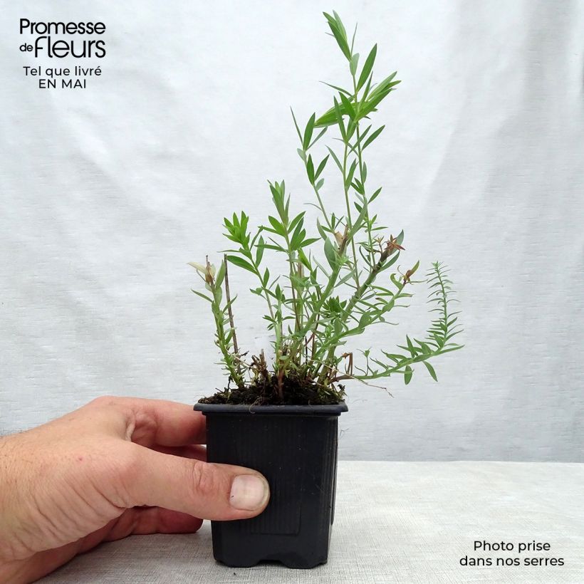 Example of Linaria purpurea Peachy Vasetto da 8/9 cm as you get in printemps