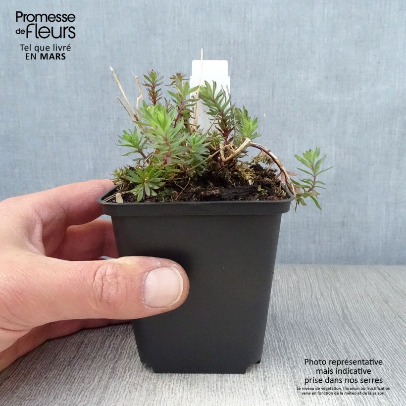 Linaria purpurea Canon J. Went Vasetto da 8/9 cm esemplare consegnato in primavera