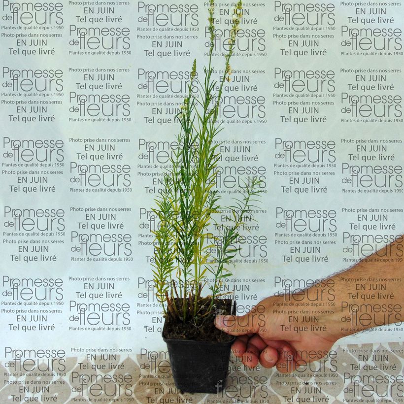 Esempio di esemplare Linaria purpurea Alba Vasetto da 8/9 cm come consegnato