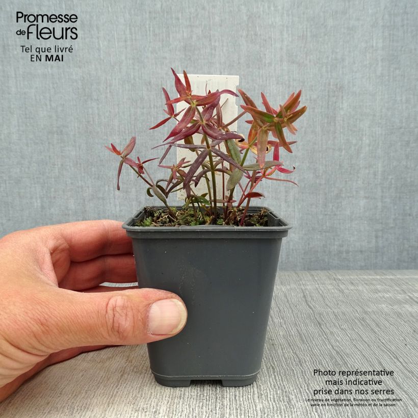 Linaria triornithophora Vasetto da 8/9 cm esemplare consegnato in primavera