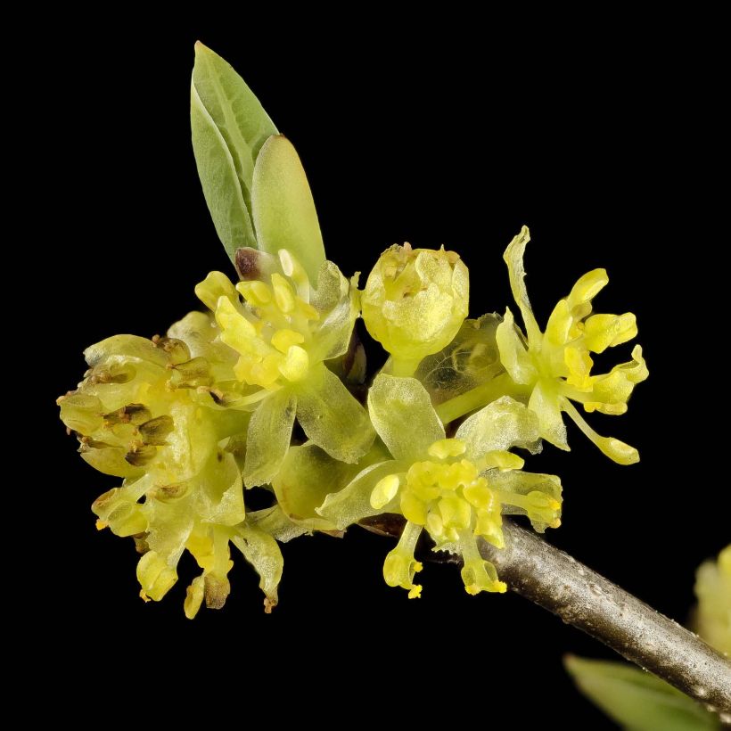 Lindera benzoin - Benzoino (Fioritura)