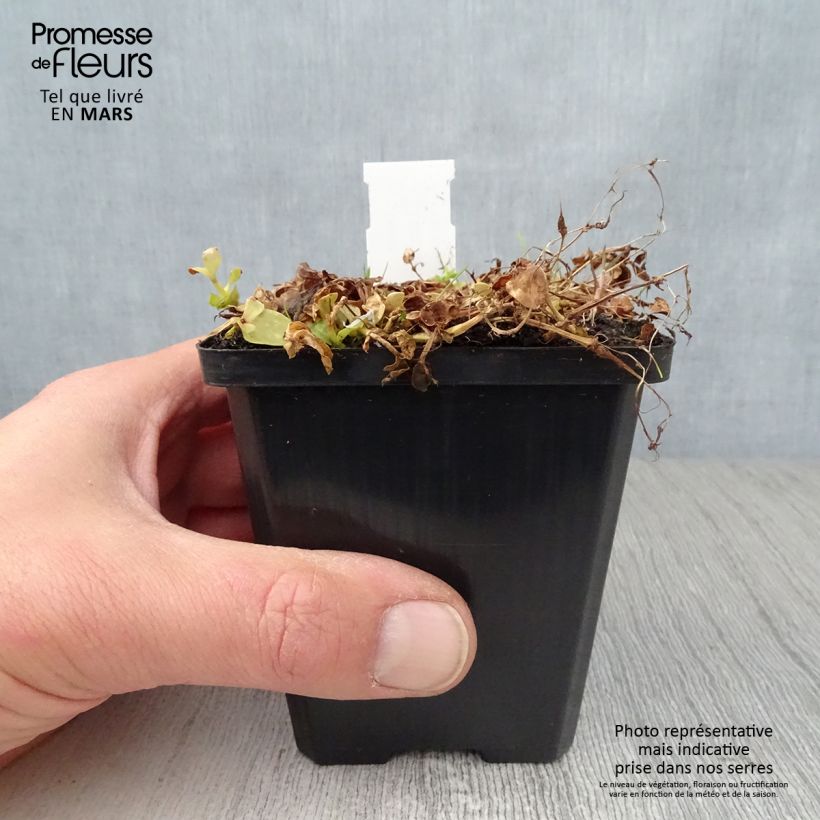 Lindernia grandiflora Vasetto da 8/9 cm esemplare consegnato in primavera