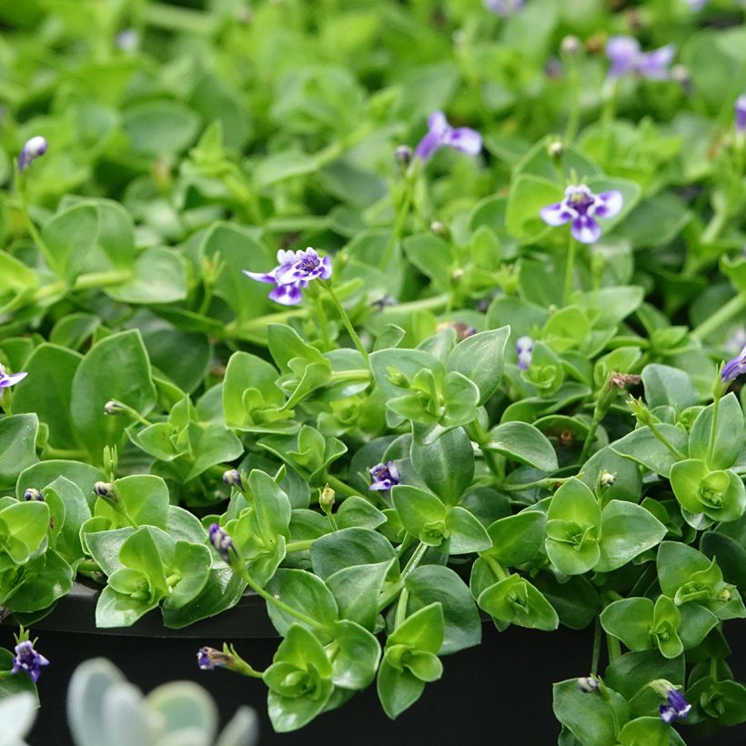 Lindernia grandiflora (Fogliame)