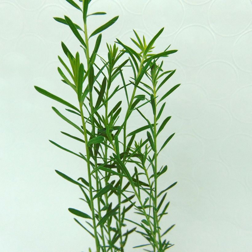 Linum perenne - Lino perenne (Foliage)