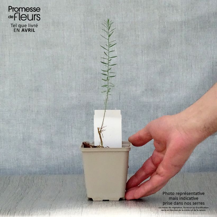 Example of Linum perenne - Lino perenne Vasetto da 7/8 cm as you get in printemps