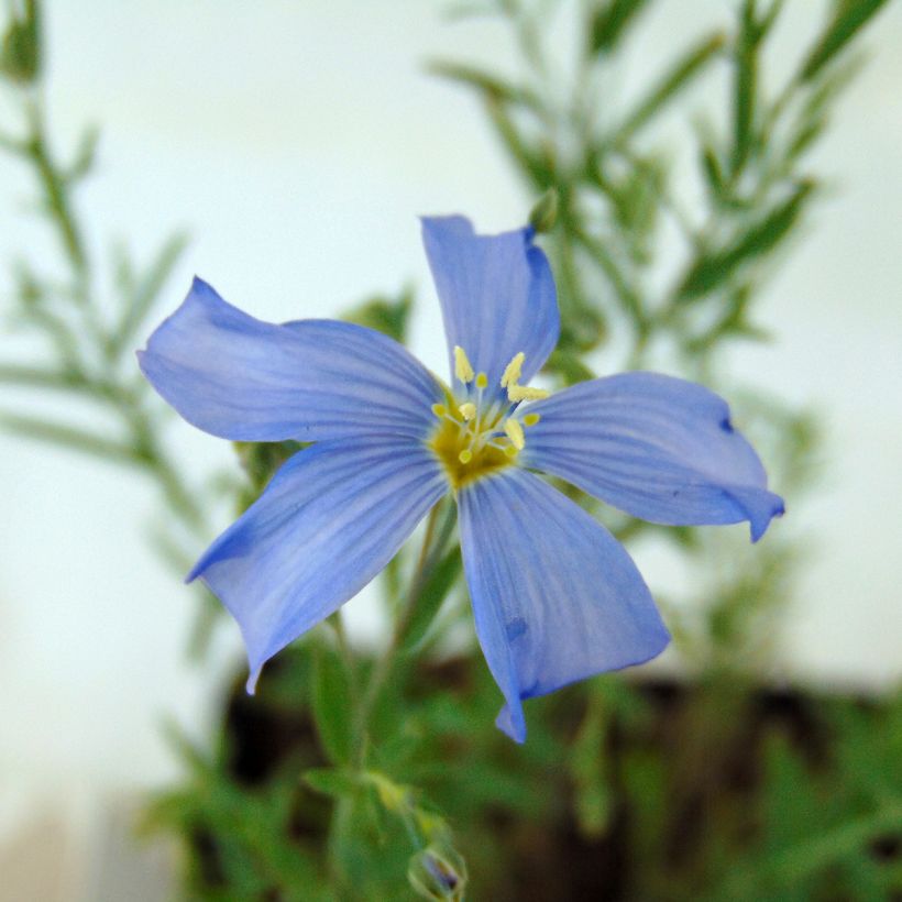 Linum perenne - Lino perenne (Flowering)