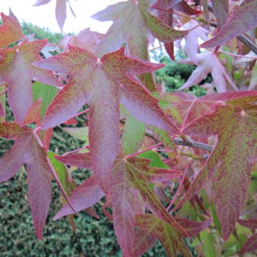 Liquidambar styraciflua - Storace americano (Fogliame)