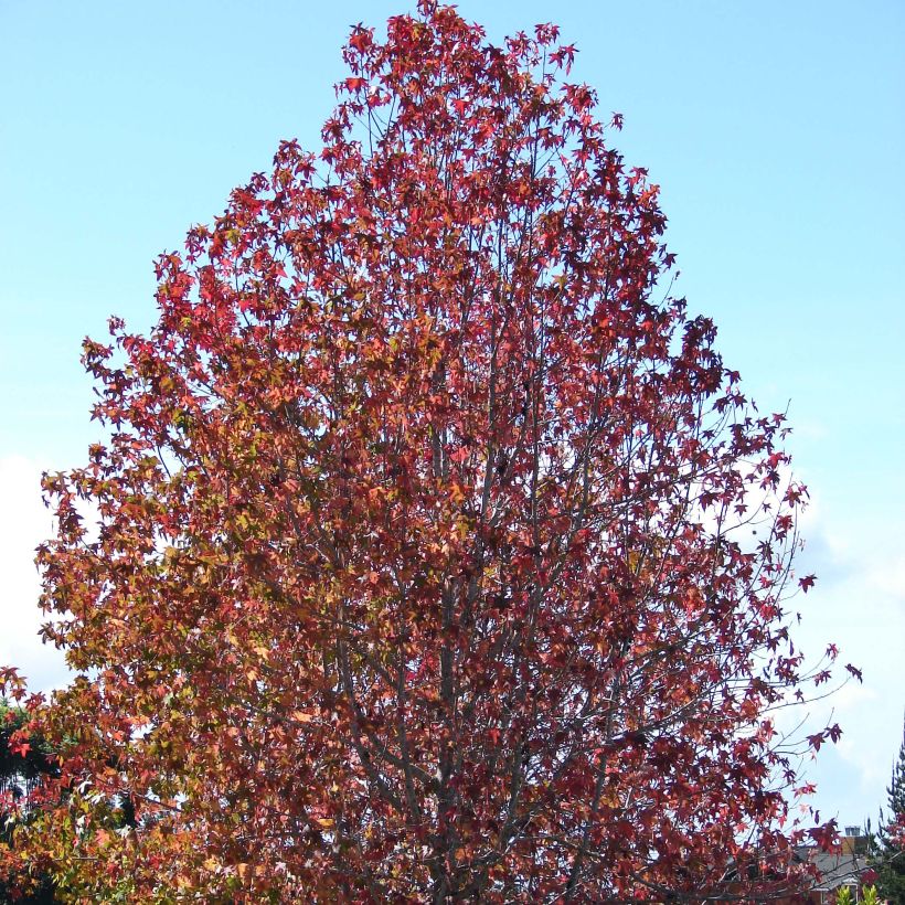 Liquidambar styraciflua - Storace americano (Porto)