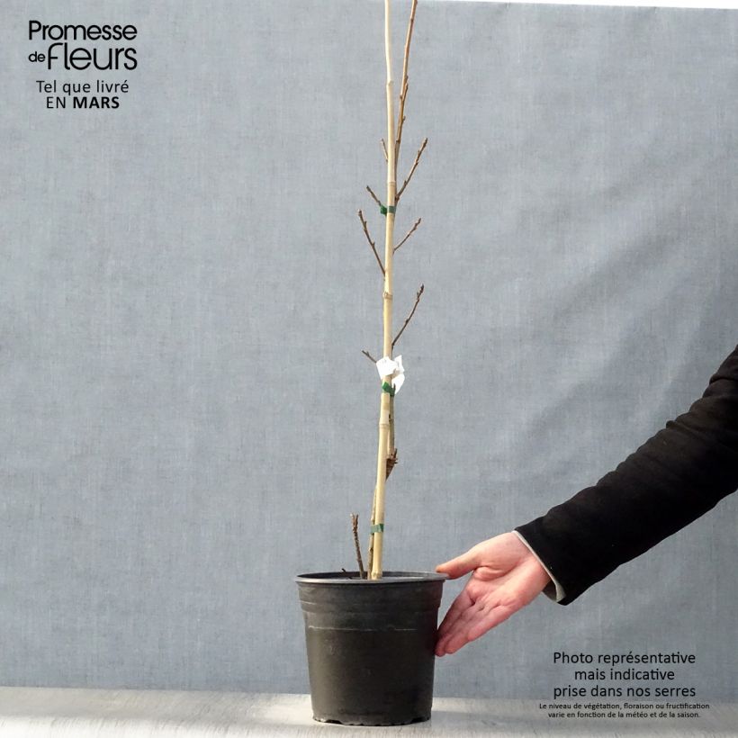 Example of Liquidambar styraciflua Albomarginata Manon - Storace americano Vaso da 4L/5L as you get in printemps